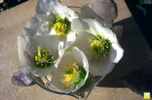 Christrose Weill Blütenessenz