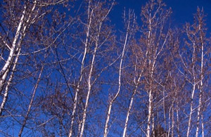 fleurs de Bach Nr 2 Aspen
