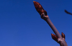 Bachblüte Nr. 07 Chestnut Bud