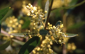 Fleurs de Bach Nr 23 Olive