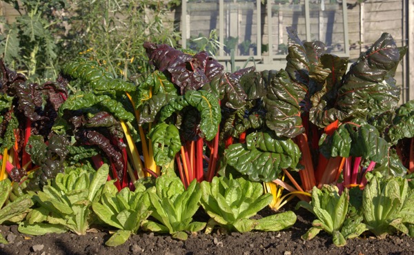 VEGETAL exterieur odinelixir